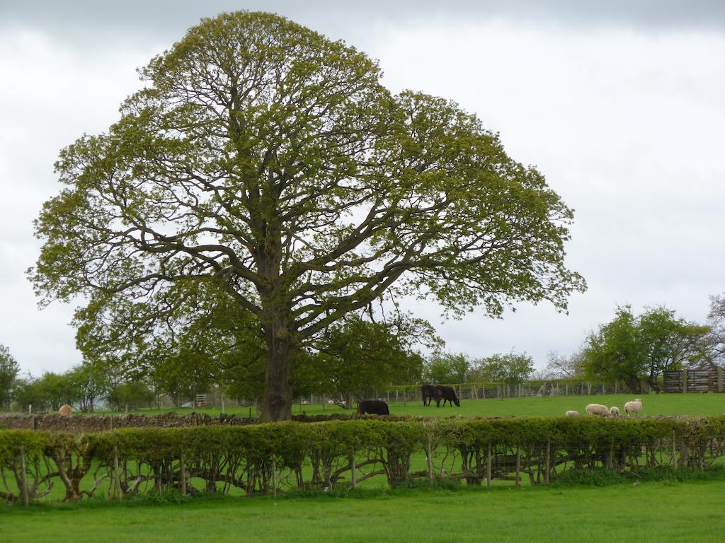 The Ginney Country Guest House Penrith Eksteriør bilde